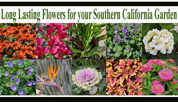 A collage of colorful flowers and plants with the text "Long Lasting Flowers for your Southern California Garden" at the top.