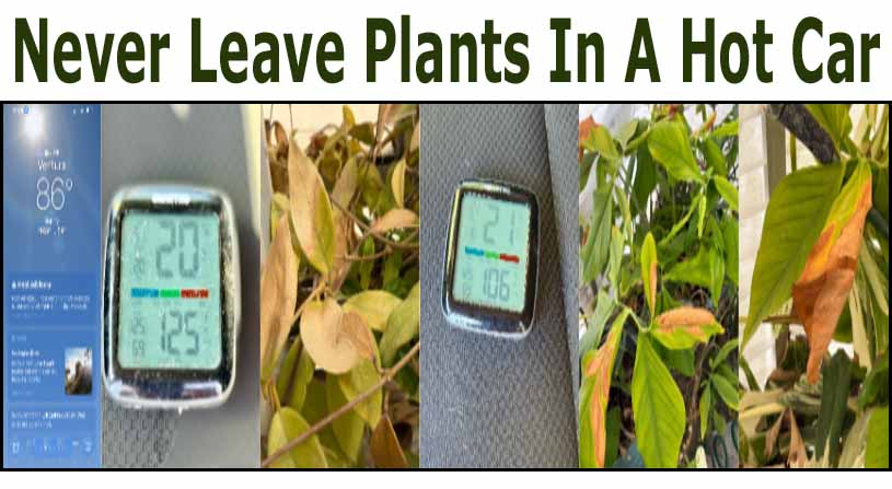 A collage shows temperatures inside a car, wilting plants, and a warning: "Never Leave Plants In A Hot Car," highlighting plant damage from high heat.