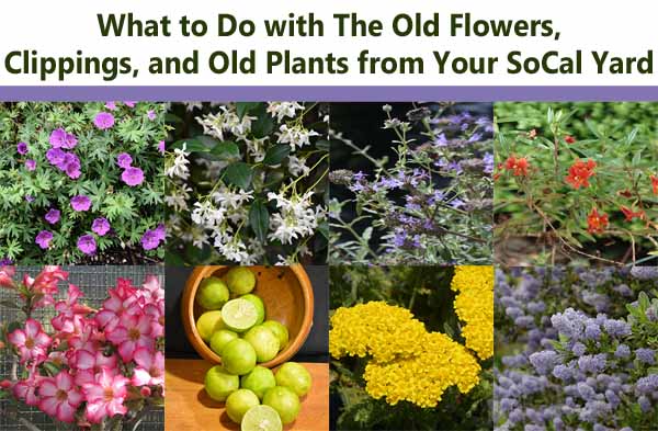 A collage of Southern California garden plants, flowers, and limes with the text “What to Do with The Old Flowers, Clippings, and Old Plants from Your SoCal Yard” at the top.