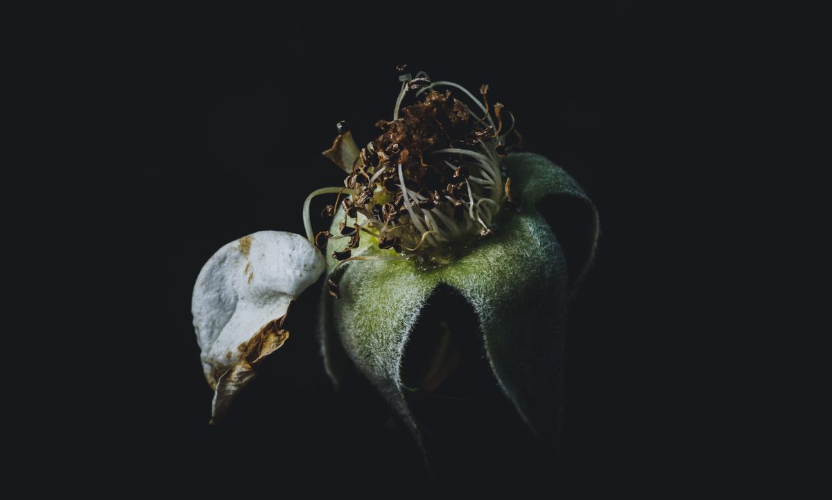 Close-up of a wilted flower with drooping, drying petals damaged by heat