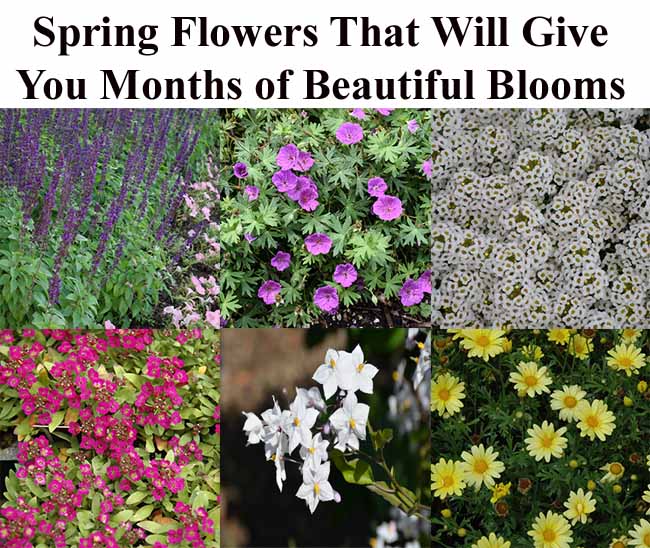 A collage of six different spring flowers with the text: "Spring Flowers That Will Give You Months of Beautiful Blooms" displayed above the images.