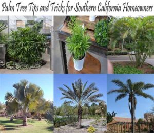 Collage of various palm trees in pots and landscapes, with the heading "Palm Tree Tips and Tricks for Southern California Homeowners" at the top.