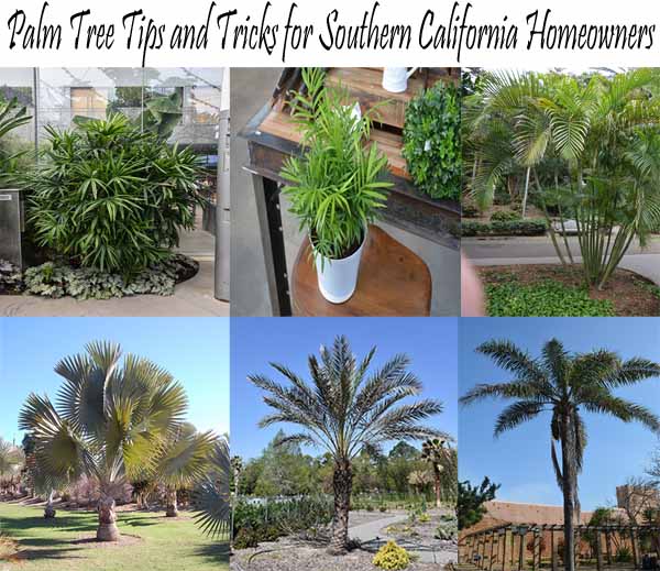 Collage of various palm trees in pots and landscapes, with the heading "Palm Tree Tips and Tricks for Southern California Homeowners" at the top.