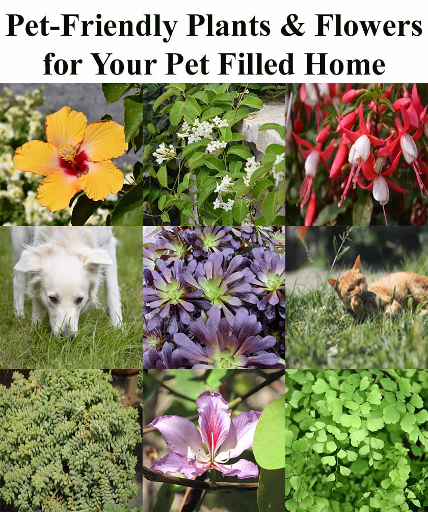 A collage shows pet-friendly plants and flowers along with a dog and a cat outdoors. The title reads: "Pet-Friendly Plants & Flowers for Your Pet Filled Home.