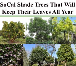 Collage of six evergreen shade trees suitable for Southern California, with the title “SoCal Shade Trees That Will Keep Their Leaves All Year” at the top.