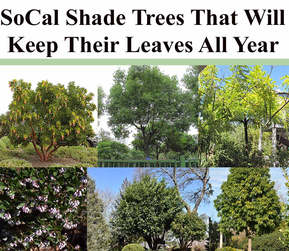 Collage of six evergreen shade trees suitable for Southern California, with the title “SoCal Shade Trees That Will Keep Their Leaves All Year” at the top.
