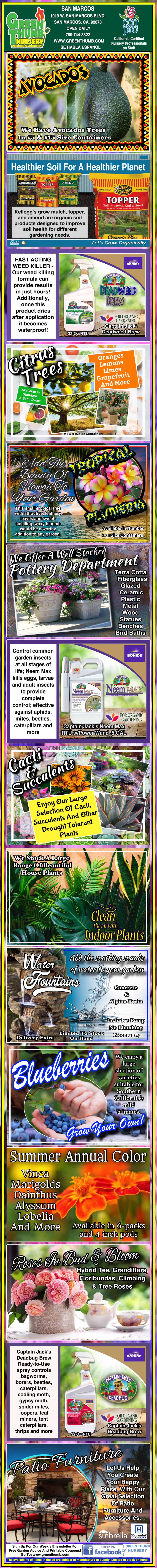 Colorful promotional flyer advertising fig, banana, and blueberry plants, detailing benefits, planting tips, product images, and fruit photos with various text boxes and decorative borders.