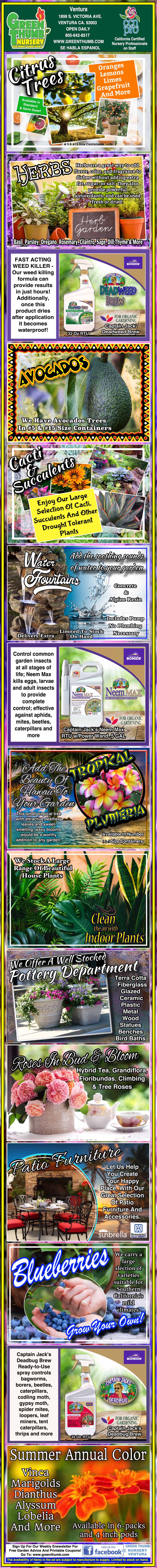 Colorful infographic with sections on growing and harvesting organic fruits, care tips, fertilizer use, and images of fruit varieties like sapote, soursop, blackberries, blueberries, and more.
