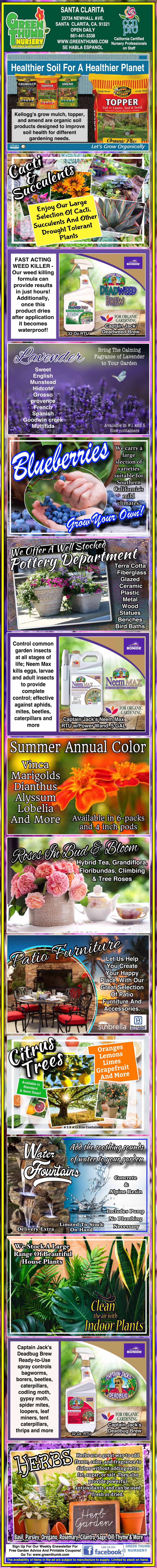 Colorful infographic about planting and caring for blueberries, including soil, mulch, fertilizer tips, and pest management, with photos of plants, berries, and gardening products.