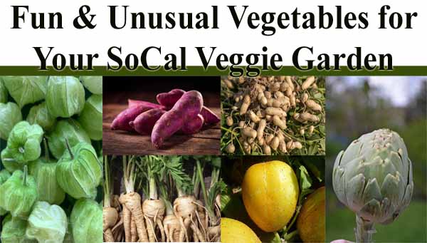Collage of unusual vegetables including tomatillos, purple sweet potatoes, peanuts, parsnips, yellow squash, and an artichoke, with the text “Fun & Unusual Vegetables for Your SoCal Veggie Garden.”.