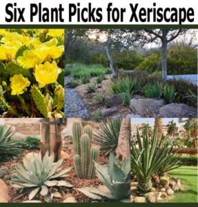 Collage showing six drought-tolerant plants for xeriscaping, including cactus, agave, and succulents, arranged in dry, landscaped garden settings.