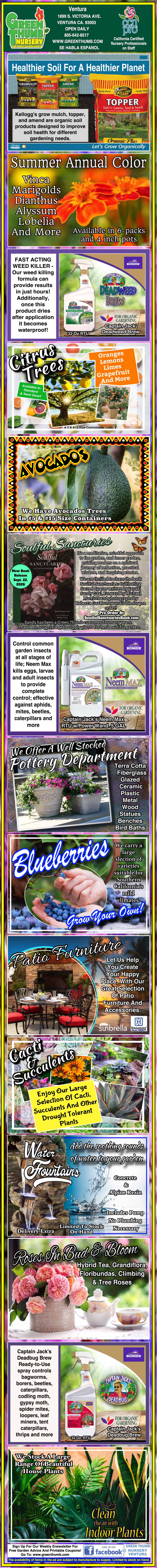 Infographic about growing and caring for blackberries and blueberries, describing plant traits, climate needs, maintenance tips, recommended fertilizers, and contact info for the Department of Agriculture.