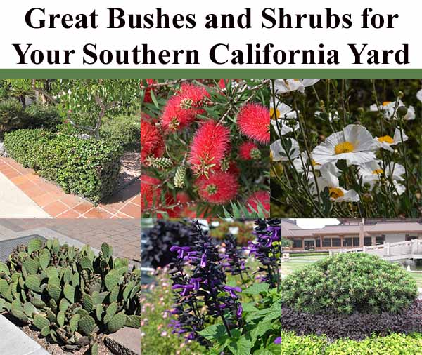Collage of six drought-tolerant bushes and shrubs suitable for Southern California yards, including flowering and non-flowering varieties.