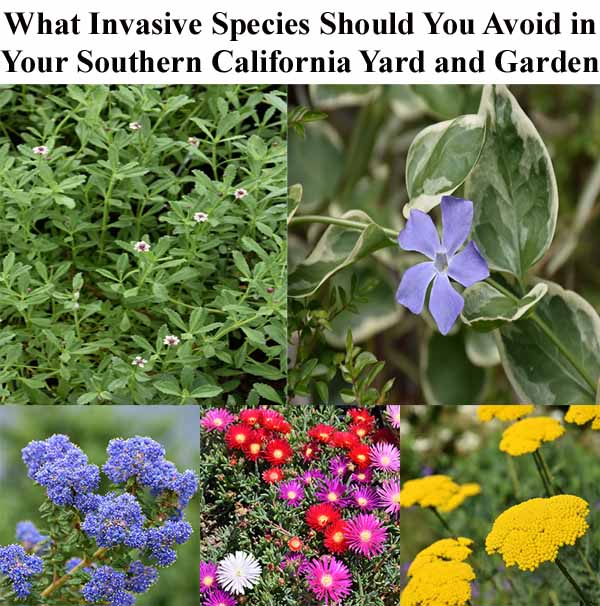 Collage of five invasive plant species commonly found in Southern California gardens, with a text header asking which species to avoid.