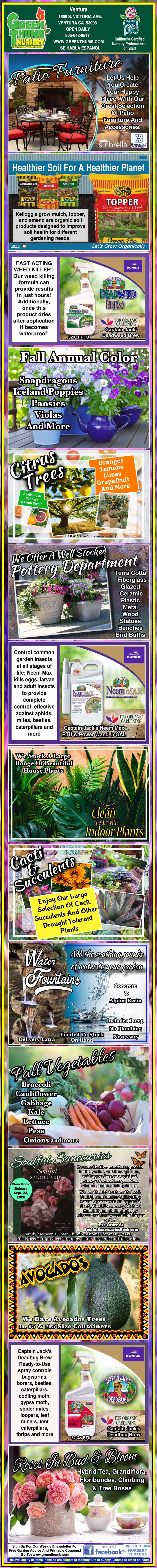 Infographic on growing eggplants, showing seedlings, plant care steps, fertilizer products, pest management, and matured eggplants, with text instructions and product images throughout.