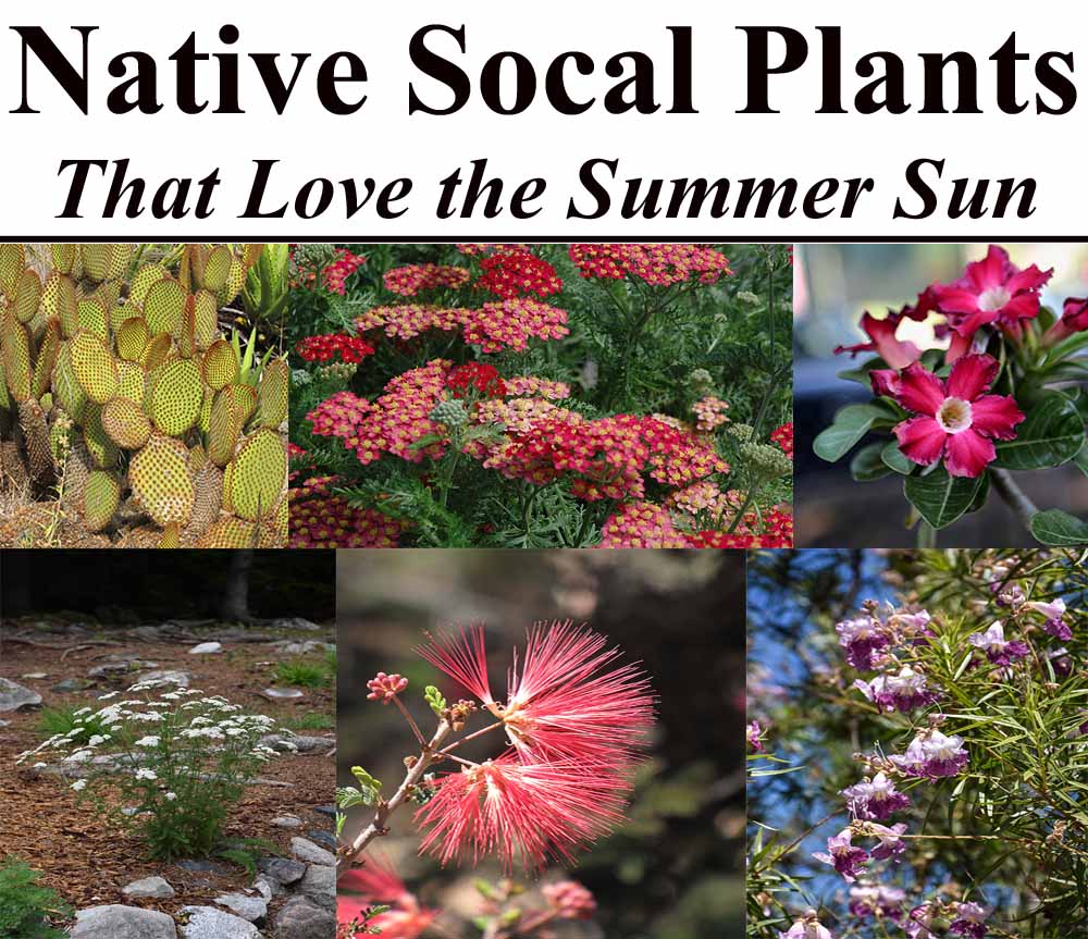 Collage of various native Southern California plants, including cacti, flowering shrubs, and small trees, all adapted to thrive in summer sun. Text reads “Native Socal Plants That Love the Summer Sun.”.