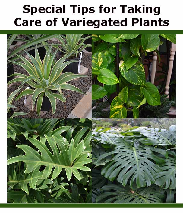 Four types of variegated indoor plants with green and yellow leaves arranged in a collage, shown under the heading “Special Tips for Taking Care of Variegated Plants.”.