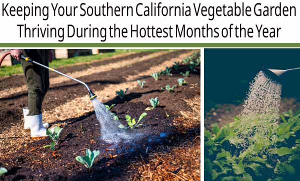 Person watering rows of young vegetable plants in a garden; close-up of a watering can sprinkling water on leafy greens; gardening during hot weather.