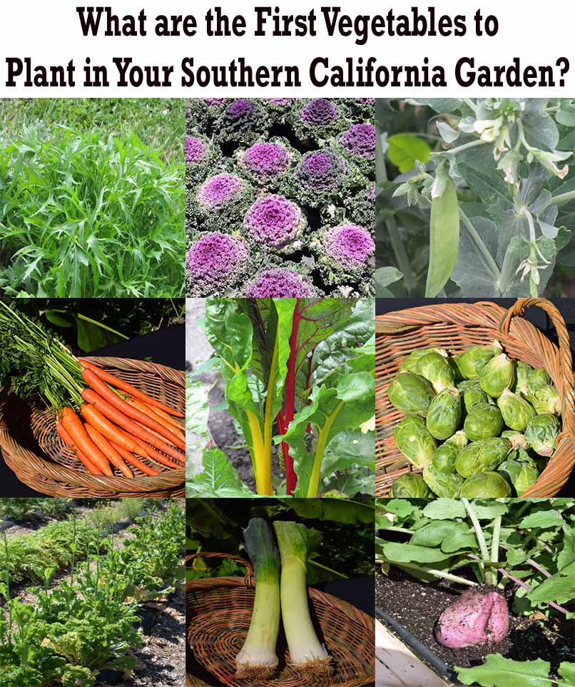 Collage of various vegetables including leafy greens, carrots, chard, Brussels sprouts, and leeks, titled “What are the First Vegetables to Plant in Your Southern California Garden?”.